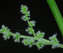 Attēlu rezultāti vaicājumam “Urtica dioica flower”