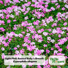 Attēlu rezultāti vaicājumam “Gypsophila fastigiata bud”