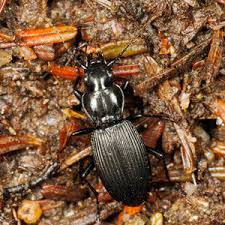 Attēlu rezultāti vaicājumam “Pterostichus sp.”