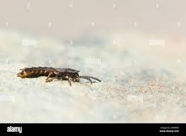 Attēlu rezultāti vaicājumam “Phosphaenus hemipterus male”