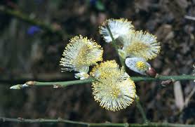 Attēlu rezultāti vaicājumam “Salix caprea male flower”