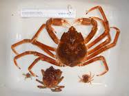 Image result for Hyas coarctatus