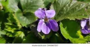 Attēlu rezultāti vaicājumam “Viola hirta”