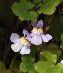 Attēlu rezultāti vaicājumam “Cymbalaria muralis leaf”