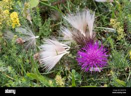 Attēlu rezultāti vaicājumam “Cirsium acaule”