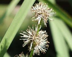 Attēlu rezultāti vaicājumam “Sparganium erectum aggr. leaf”
