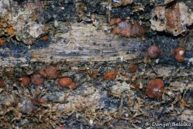 Attēlu rezultāti vaicājumam “Hypoxylon fragiforme / howeianum”