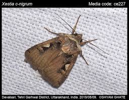 Attēlu rezultāti vaicājumam “Xestia c-nigrum”