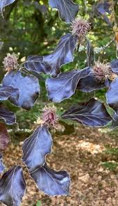 Attēlu rezultāti vaicājumam “Fagus sylvatica fruit”