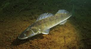 Image result for Sander lucioperca