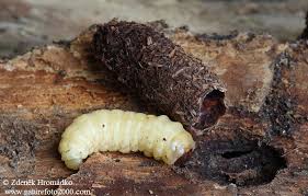 Attēlu rezultāti vaicājumam “Cossus cossus larva”