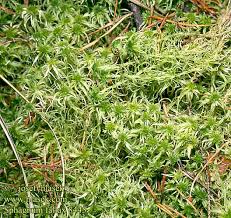 Attēlu rezultāti vaicājumam “Sphagnum fallax”