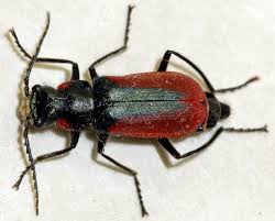 Attēlu rezultāti vaicājumam “Malachidae”