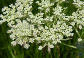 Attēlu rezultāti vaicājumam “Laserpitium prutenicum”