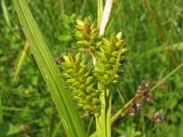 Attēlu rezultāti vaicājumam “Carex pallescens”