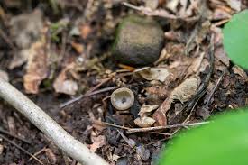 Attēlu rezultāti vaicājumam “Helvella macropus”