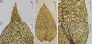 Attēlu rezultāti vaicājumam “Plagiothecium nemorale”