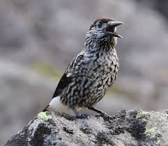 Image result for Nucifraga caryocatactes