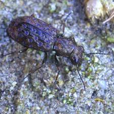 Attēlu rezultāti vaicājumam “Elaphrus cupreus”