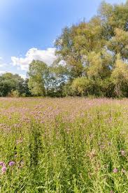 Attēlu rezultāti vaicājumam “Centaurea scabiosa bud”