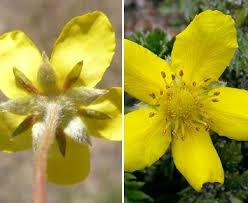 Attēlu rezultāti vaicājumam “Argentina anserina bud”