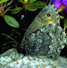 Attēlu rezultāti vaicājumam “Oeneis jutta underside”