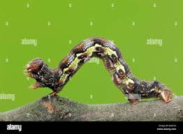 Attēlu rezultāti vaicājumam “Erannis defoliaria”