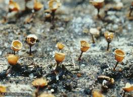 Attēlu rezultāti vaicājumam “Craterium minutum stalked”