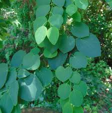 Attēlu rezultāti vaicājumam “Cercidiphyllum japonicum fruit”