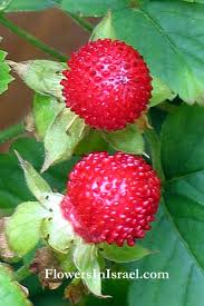 Attēlu rezultāti vaicājumam “Potentilla reptans”