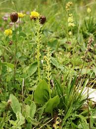 Attēlu rezultāti vaicājumam “Malaxis monophyllos flower”