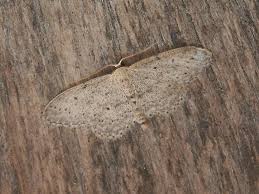 Attēlu rezultāti vaicājumam “Idaea seriata”