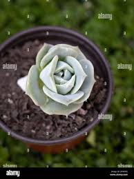 Attēlu rezultāti vaicājumam “Badhamia lilacina spores”