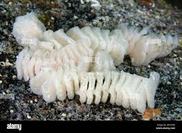 Image result for Sinistrofulgur perversum