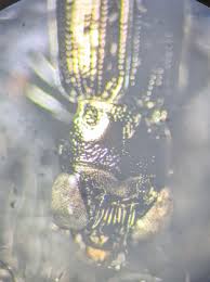 Attēlu rezultāti vaicājumam “Notiophilus palustris”