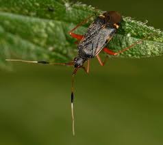 Attēlu rezultāti vaicājumam “Closterotomus biclavatus imago”