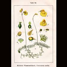 Attēlu rezultāti vaicājumam “Utricularia intermedia bud”