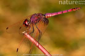 Attēlu rezultāti vaicājumam “Sympetrum sanguineum male”