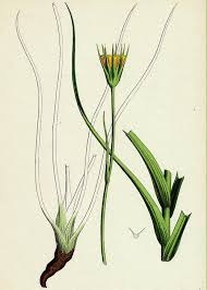 Image result for Tragopogon pratensis