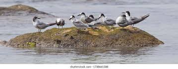 Attēlu rezultāti vaicājumam “Sterna sandvicensis adult”