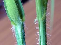 Attēlu rezultāti vaicājumam “Hordelymus europaeus”