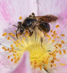 Attēlu rezultāti vaicājumam “Andrena”