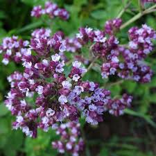 Attēlu rezultāti vaicājumam “Origanum majorana flower”