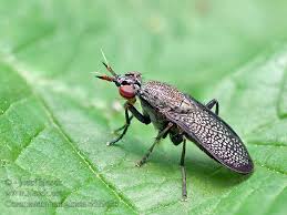 Attēlu rezultāti vaicājumam “Coremacera marginata”