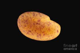 Attēlu rezultāti vaicājumam “Melilotus albus fruit”