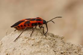 Attēlu rezultāti vaicājumam “Pyrrhocoris apterus imago”