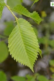 Attēlu rezultāti vaicājumam “Ulmus laevis leaf”