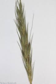 Attēlu rezultāti vaicājumam “Hordelymus europaeus fruit”