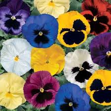 Image result for Viola x wittrockiana `Hiemalis`