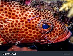 Image result for Cephalopholis cruentata